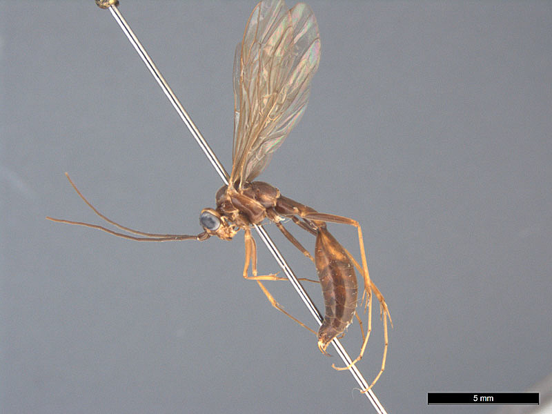 Aculeate Wasps : (Rhopalosomatidae) Rhopalosoma scaposum