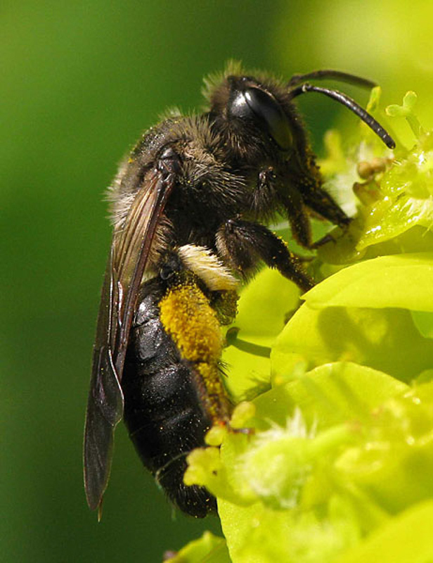 Bees : (Andrenidae) Andrena nigrospina
