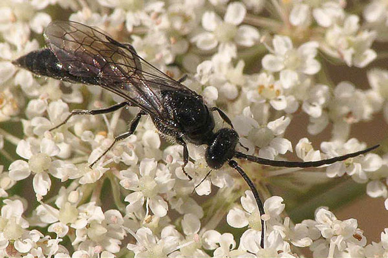 Aculeate Wasps : (Tiphiidae) Tiphia unicolor