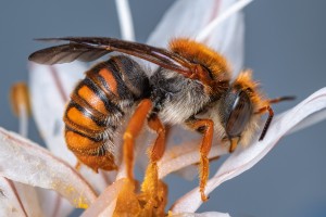Bees : (Megachilidae) Rhodanthidium sticticum