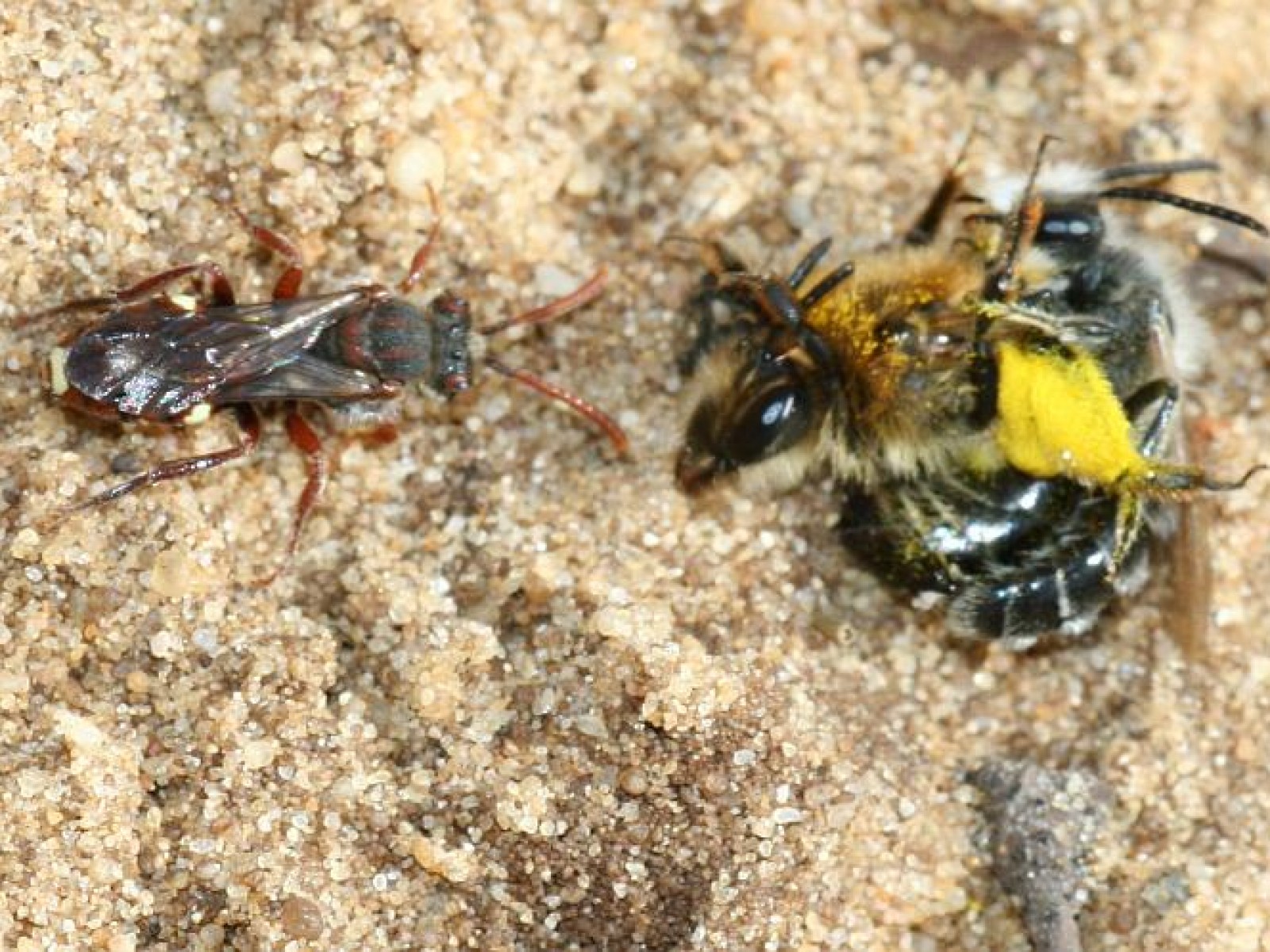 Bees : (Apidae) Nomada alboguttata