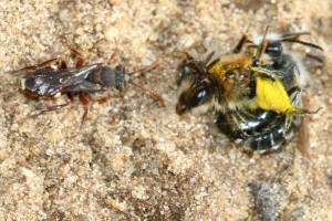 Bees : (Apidae) Nomada alboguttata