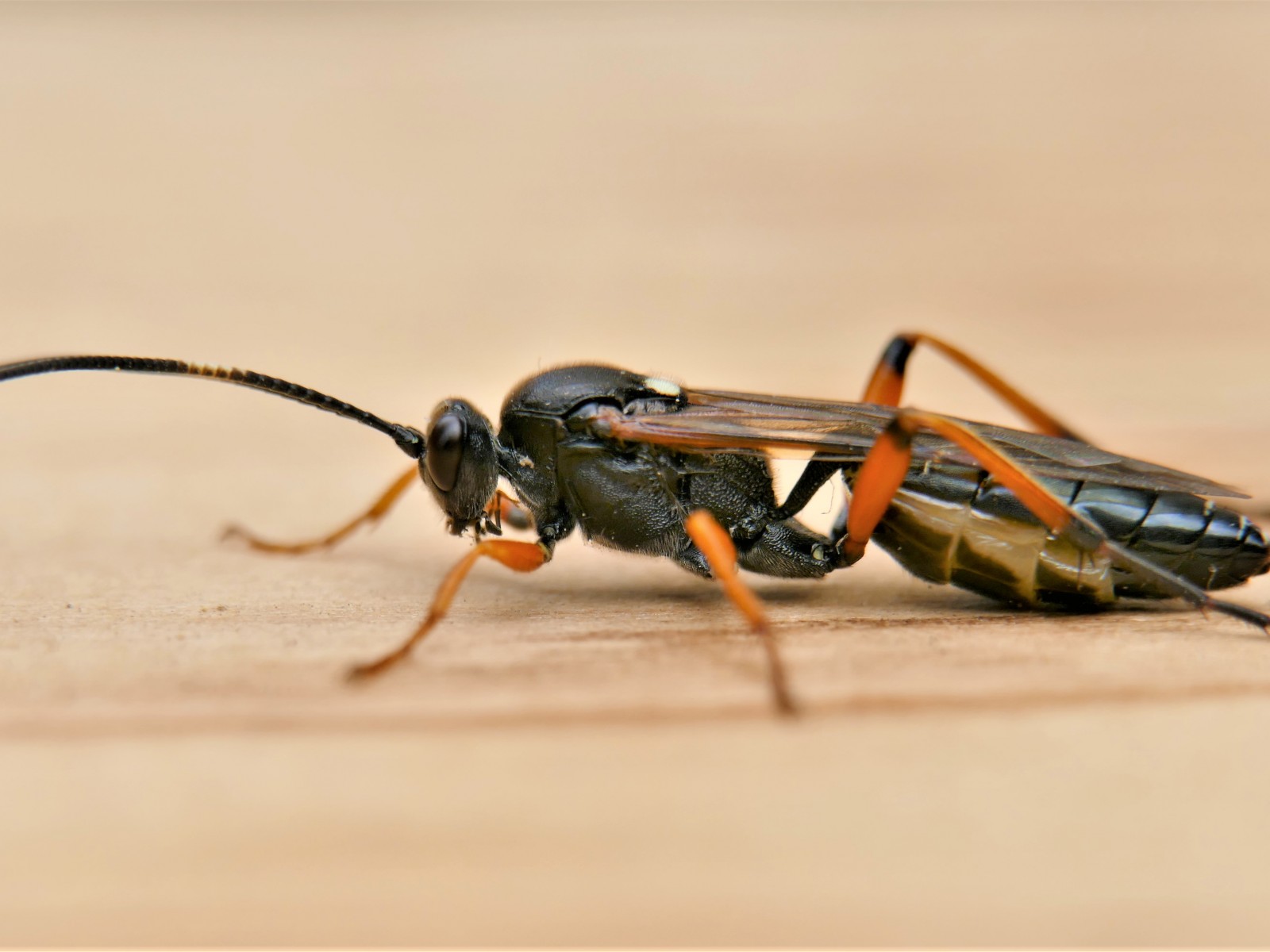 Ichneumonid and braconid wasps : (Ichneumonidae) 