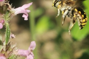 Bees : (Megachilidae) Anthidium manicatum