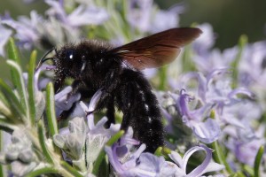 Bees : (Apidae) Xylocopa violacea