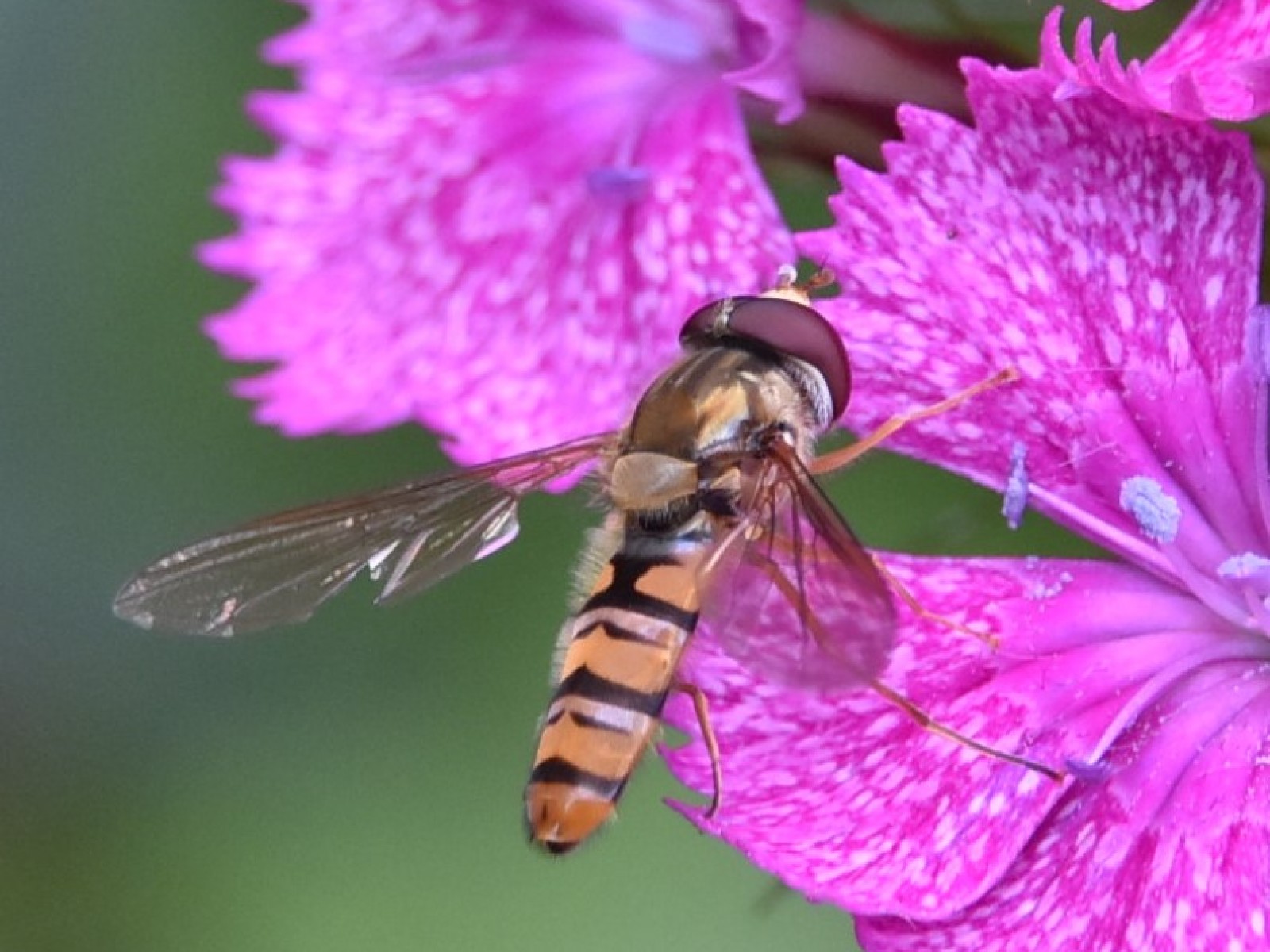 Sawflies and horntails : (Cephidae) 