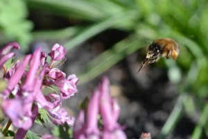 Bees : (Apidae) Anthophora plumipes