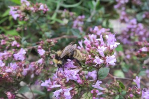 Bees : (Apidae) Bombus campestris