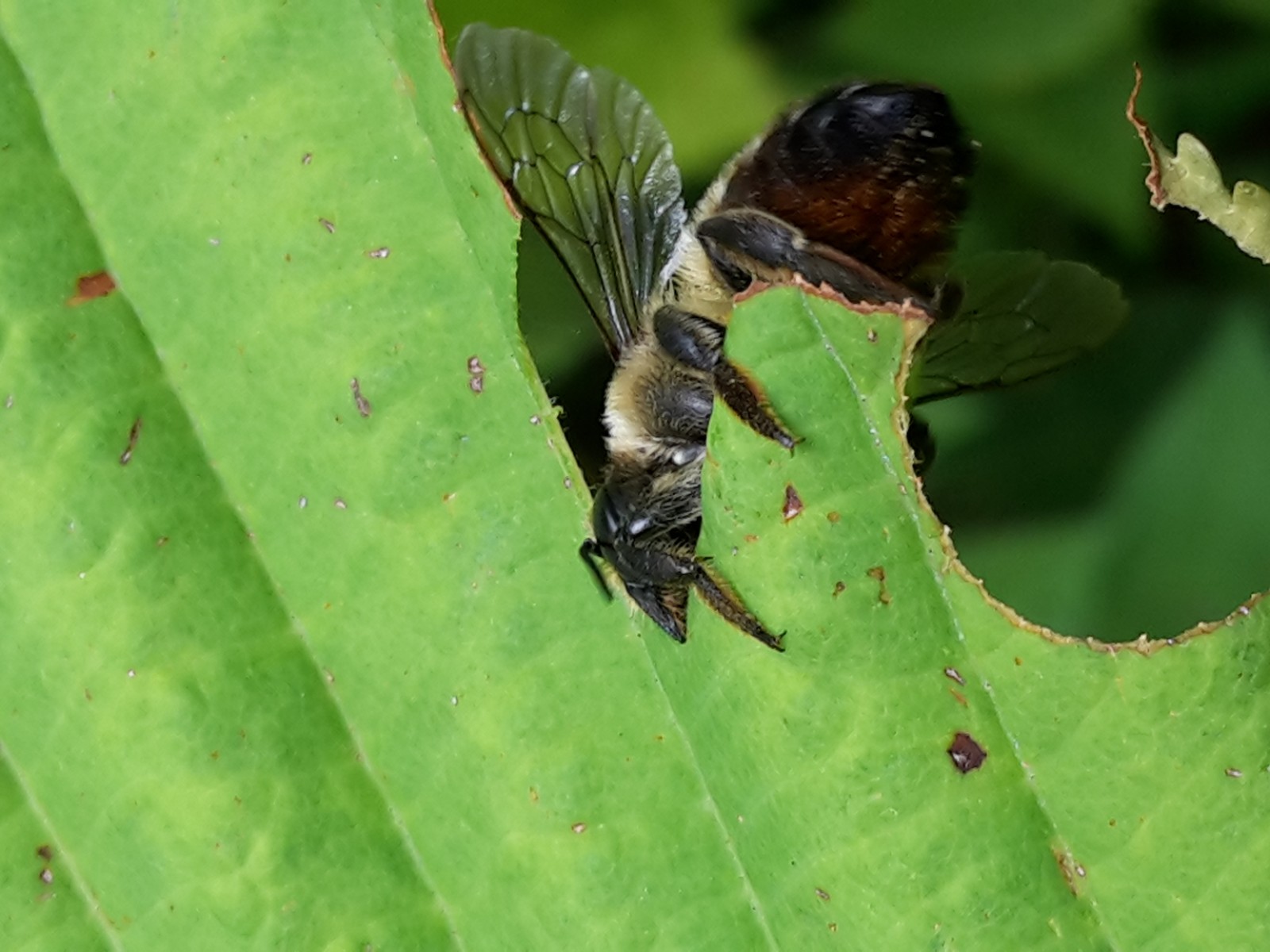 Bees : (Megachilidae) 