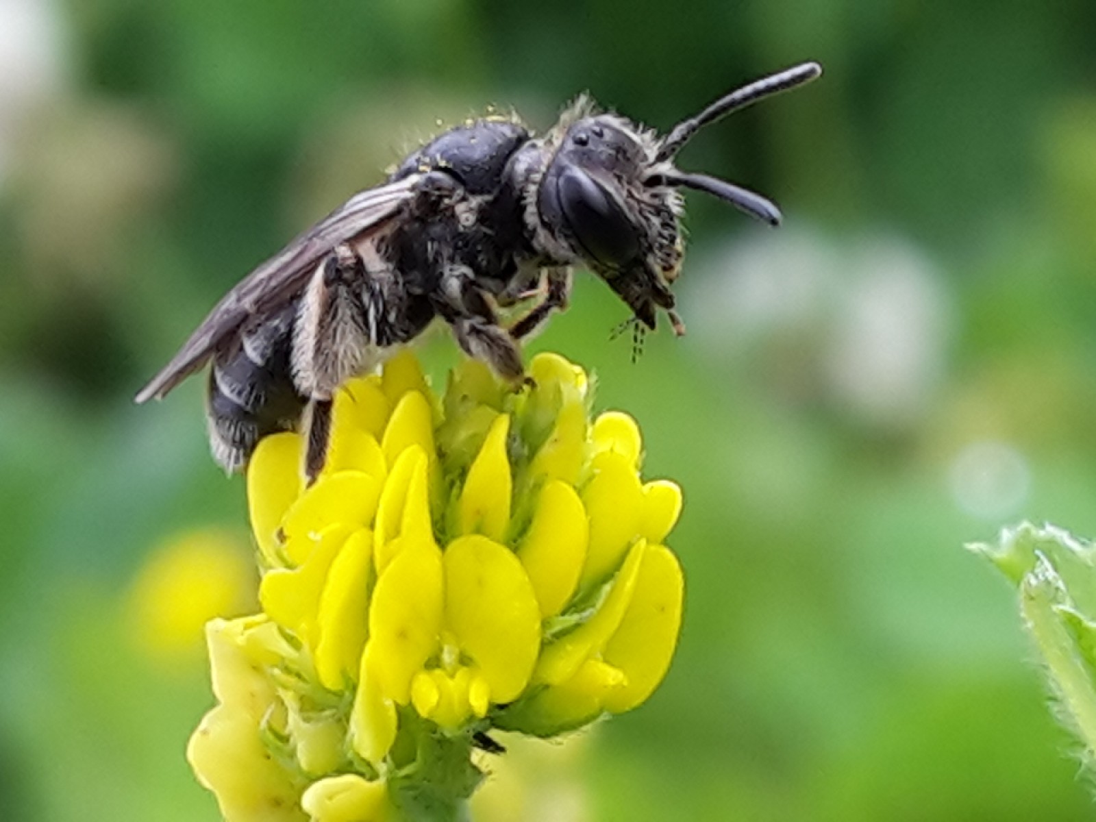 Bees : (Andrenidae) 