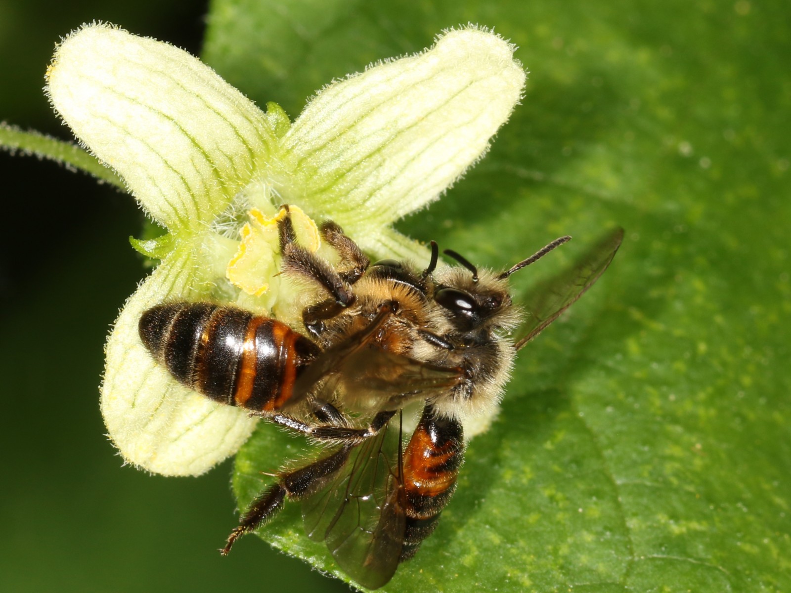 Bees : (Andrenidae) Andrena florea