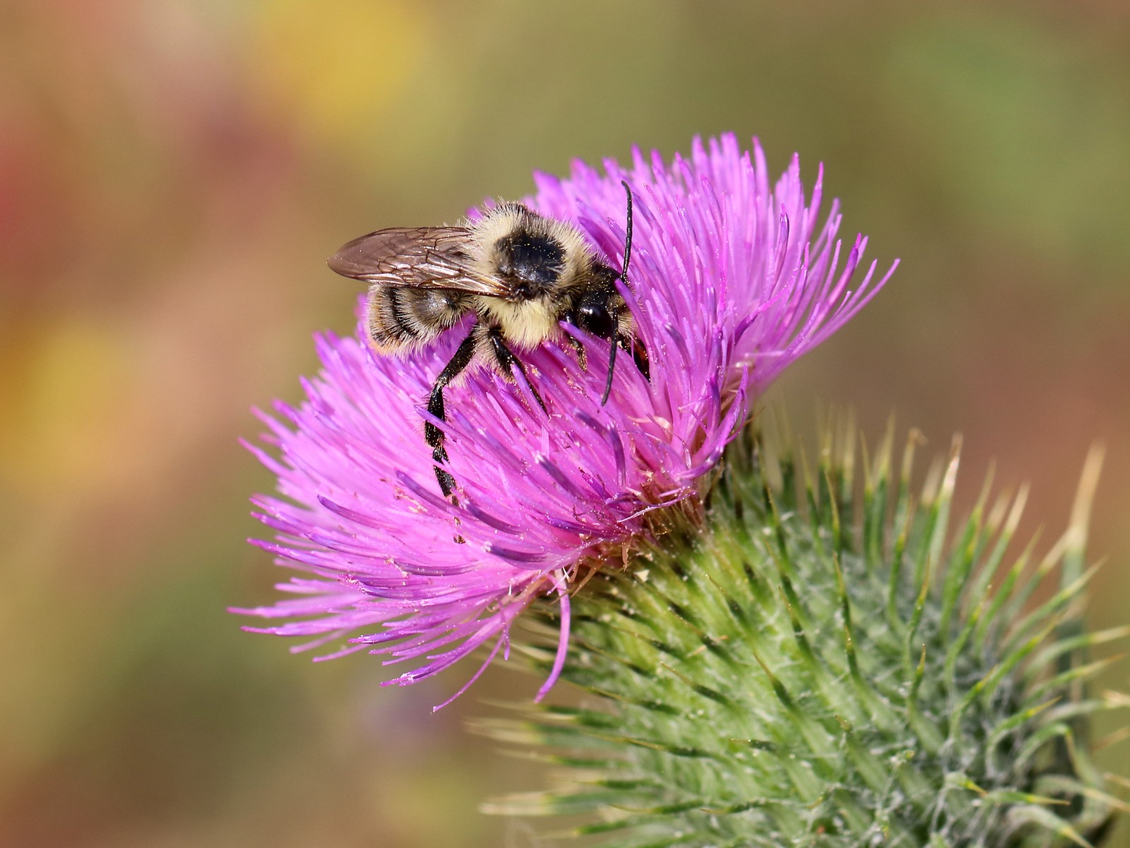 Bees : (Apidae) Bombus sylvarum
