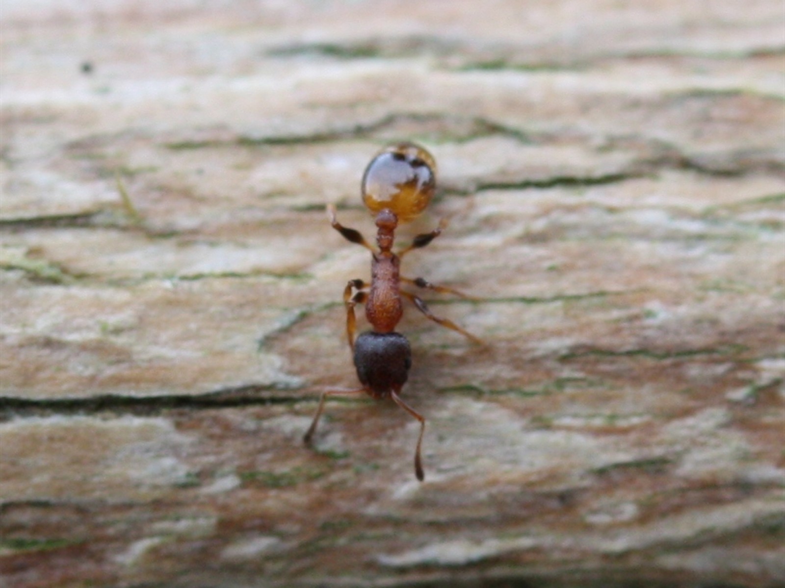 Ants : (Formicidae) 