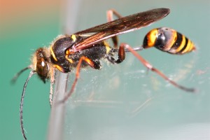 Aculeate Wasps : (Sphecidae) Sceliphron curvatum