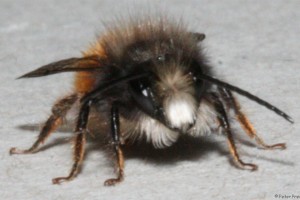 Bees : (Megachilidae) Osmia cornuta