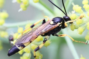 Ichneumonid and braconid wasps : (Ichneumonidae) Amblyteles armatorius