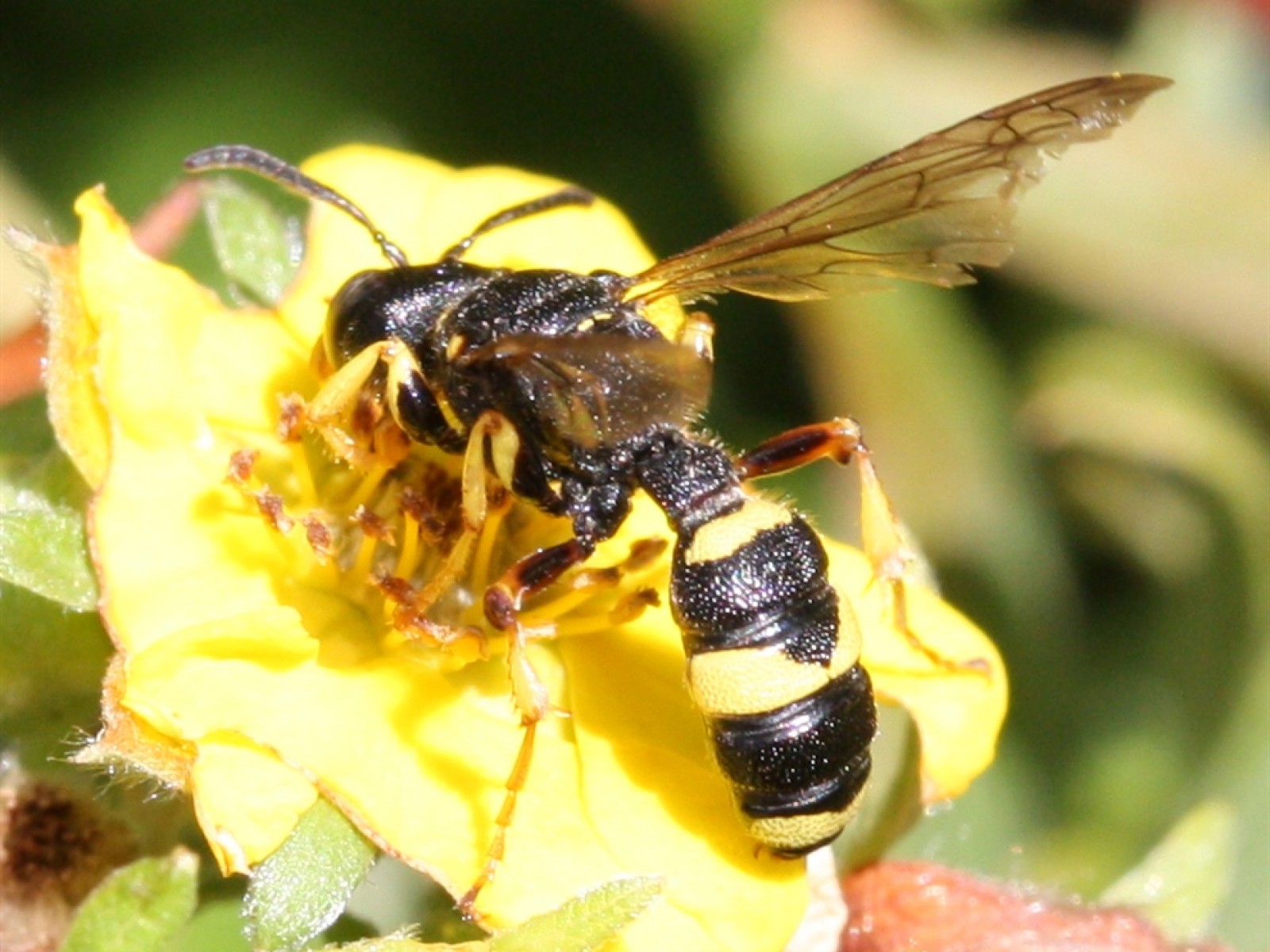 Aculeate Wasps : (Crabronidae) Cerceris rybyensis