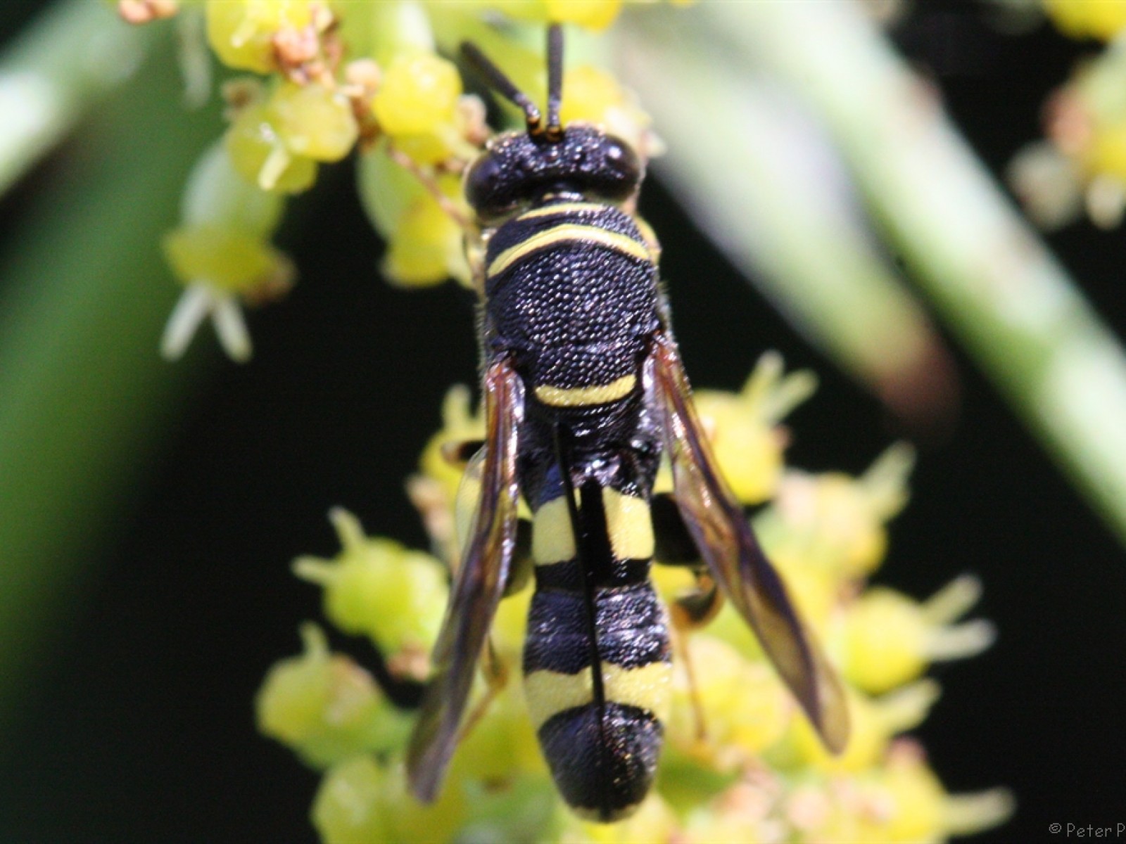 Chalcid wasps : (Leucospidae) Leucospis dorsigera
