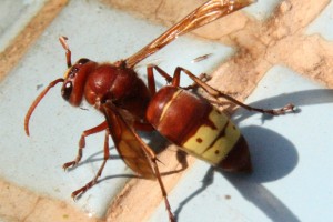 Aculeate Wasps : (Vespidae) Vespa orientalis