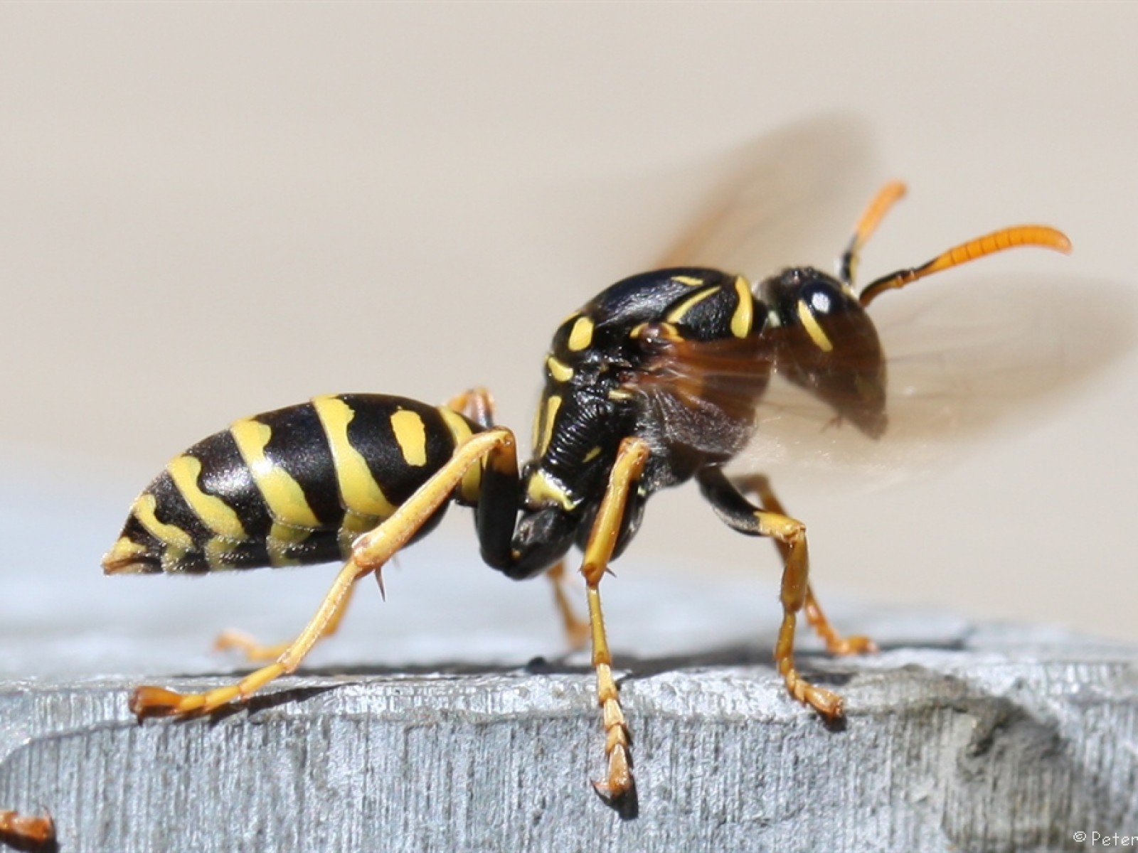Aculeate Wasps : (Vespidae) Polistes dominula