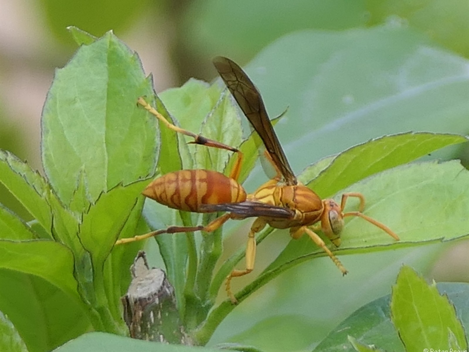 Aculeate Wasps : (Vespidae) Polistes wattii