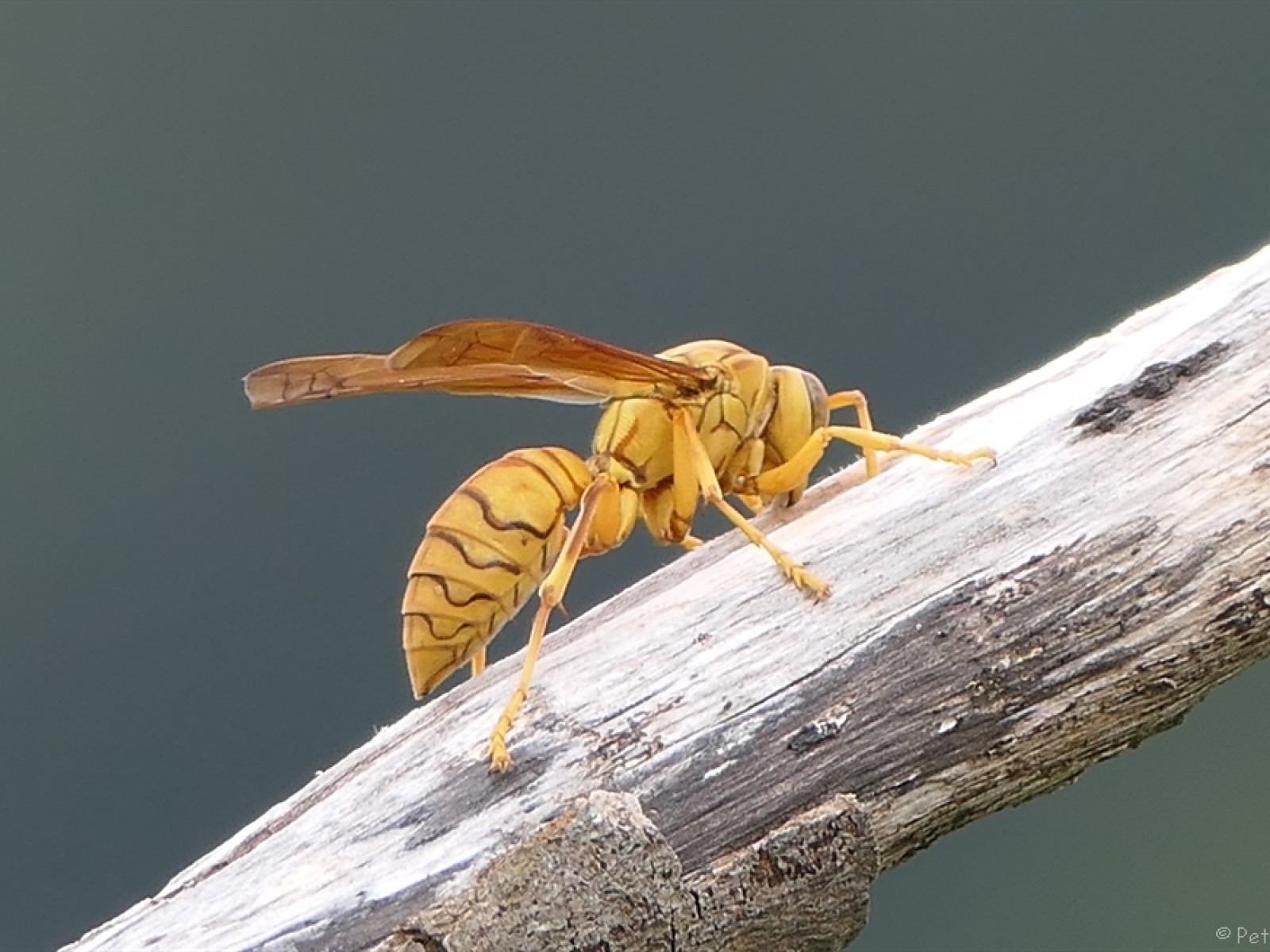 Aculeate Wasps : (Vespidae) Polistes wattii