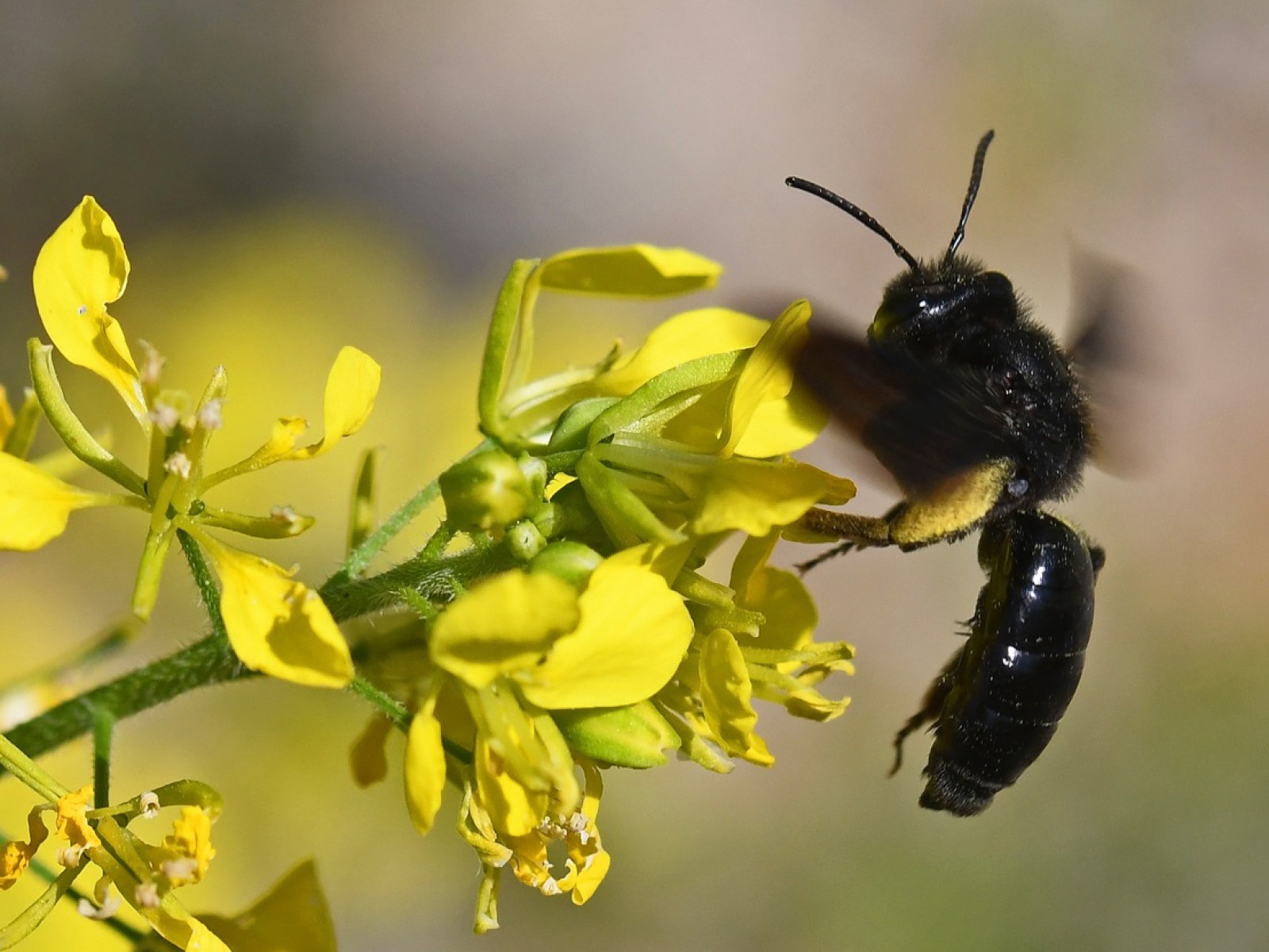 Bees : (Andrenidae) 