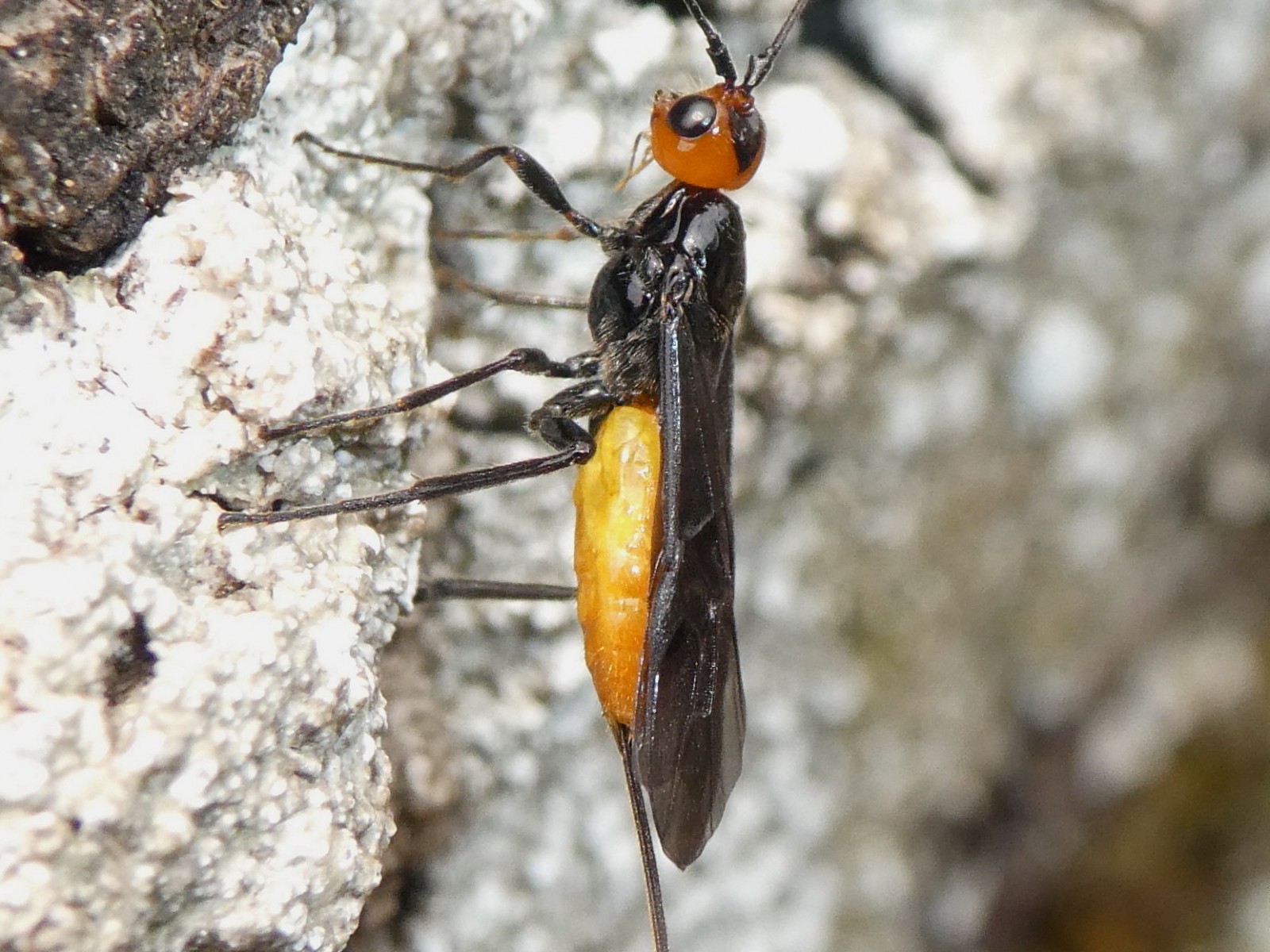 Ichneumonid and braconid wasps : (Braconidae) 