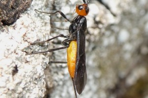 Ichneumonid and braconid wasps : (Braconidae) 