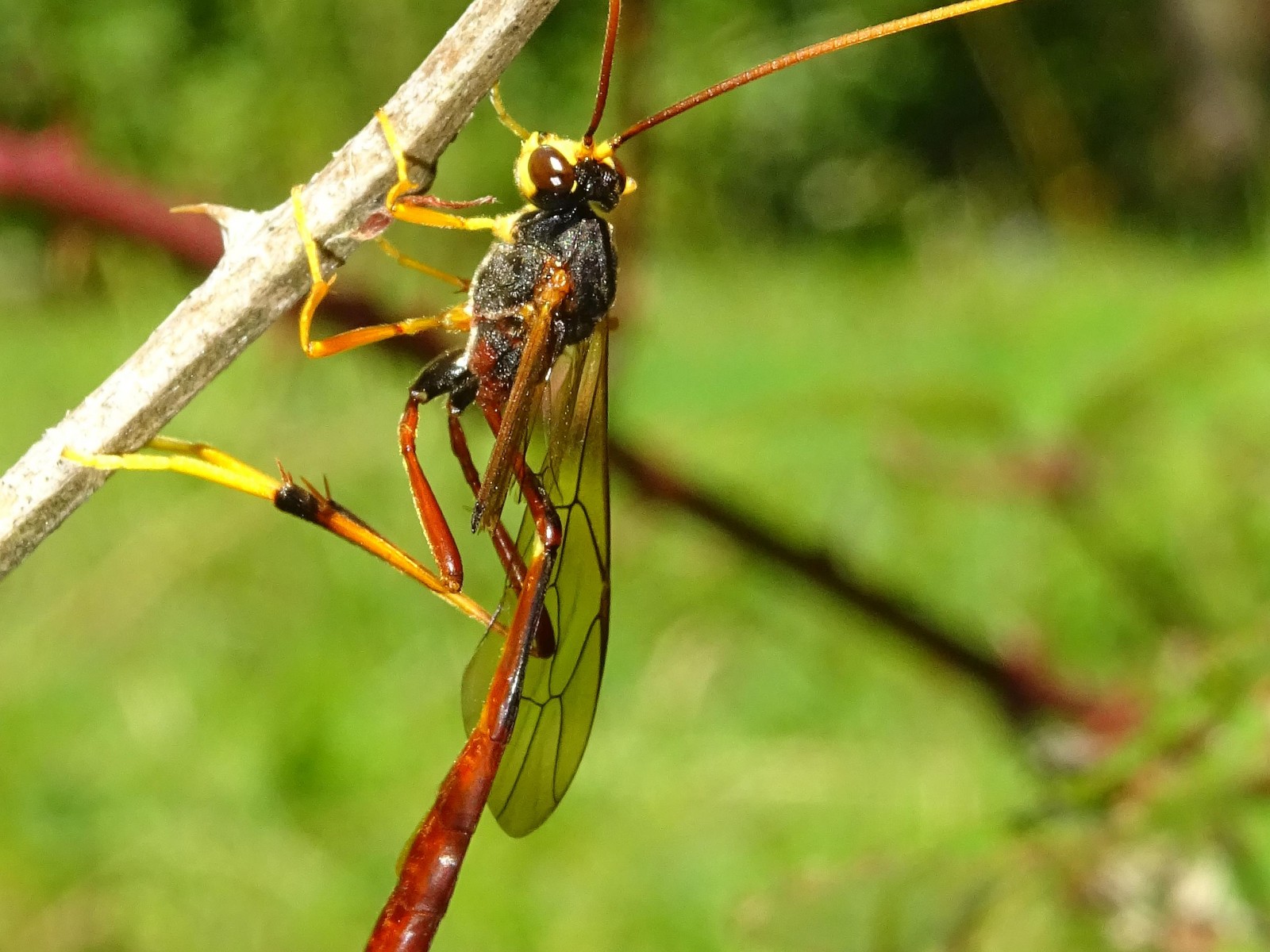 Ichneumonid and braconid wasps : (Ichneumonidae) Aphanistes ruficornis