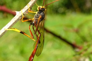 Ichneumonid and braconid wasps : (Ichneumonidae) Aphanistes ruficornis