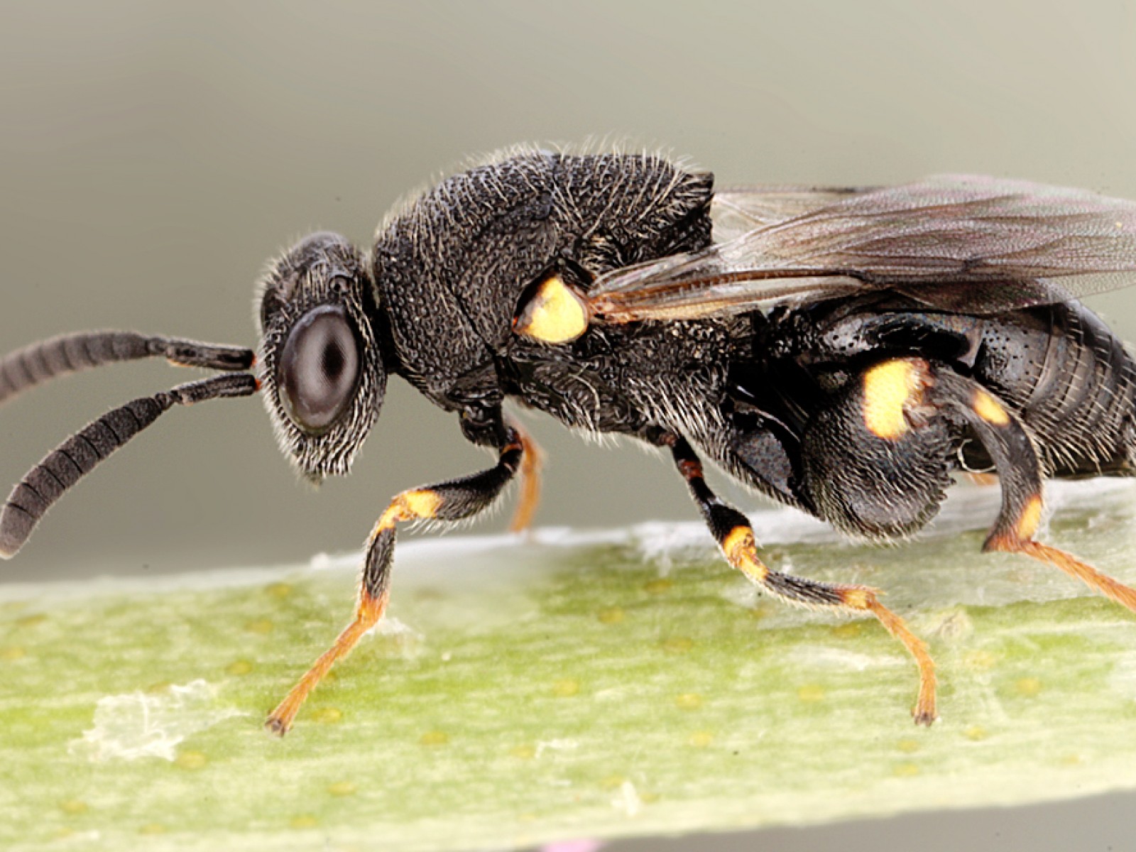 Chalcid wasps : (Chalcididae) 