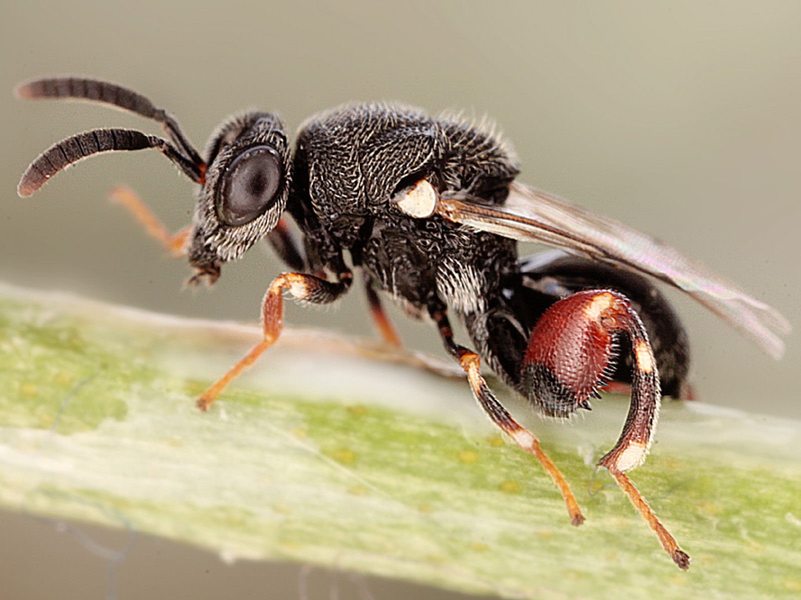 Chalcid wasps : (Chalcididae) 
