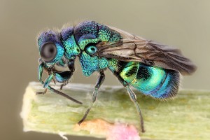 Aculeate Wasps : (Chrysididae) 