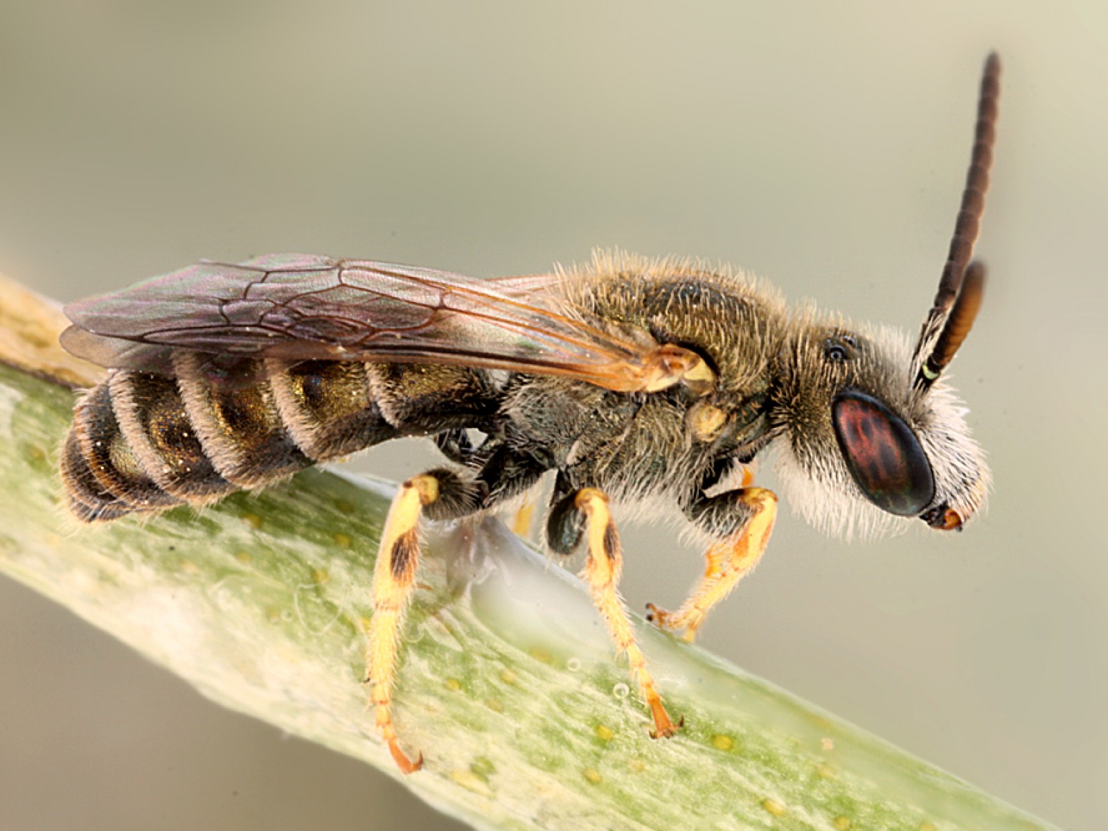 Bees : (Apidae) 