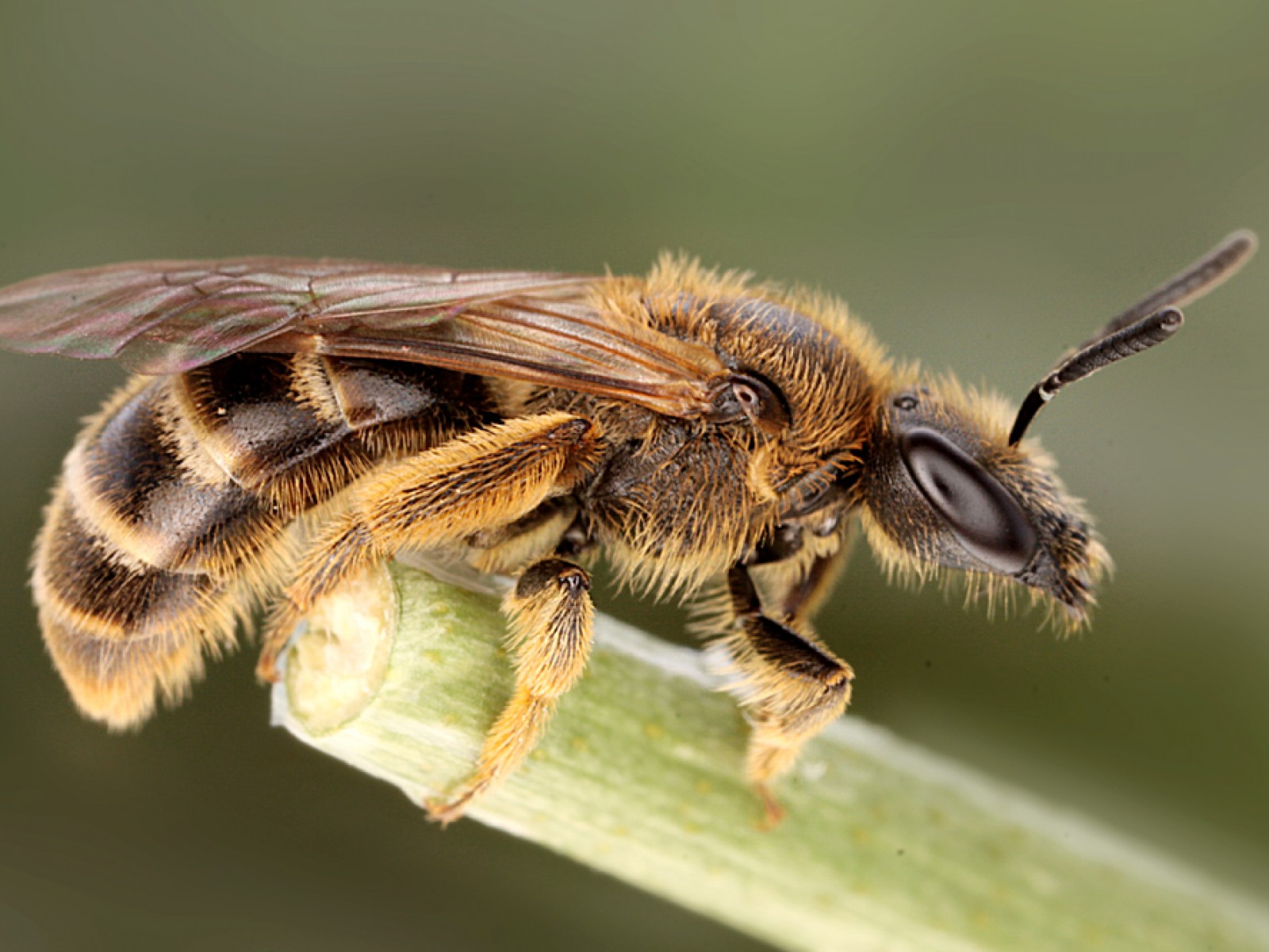 Bees : (Halictidae) 