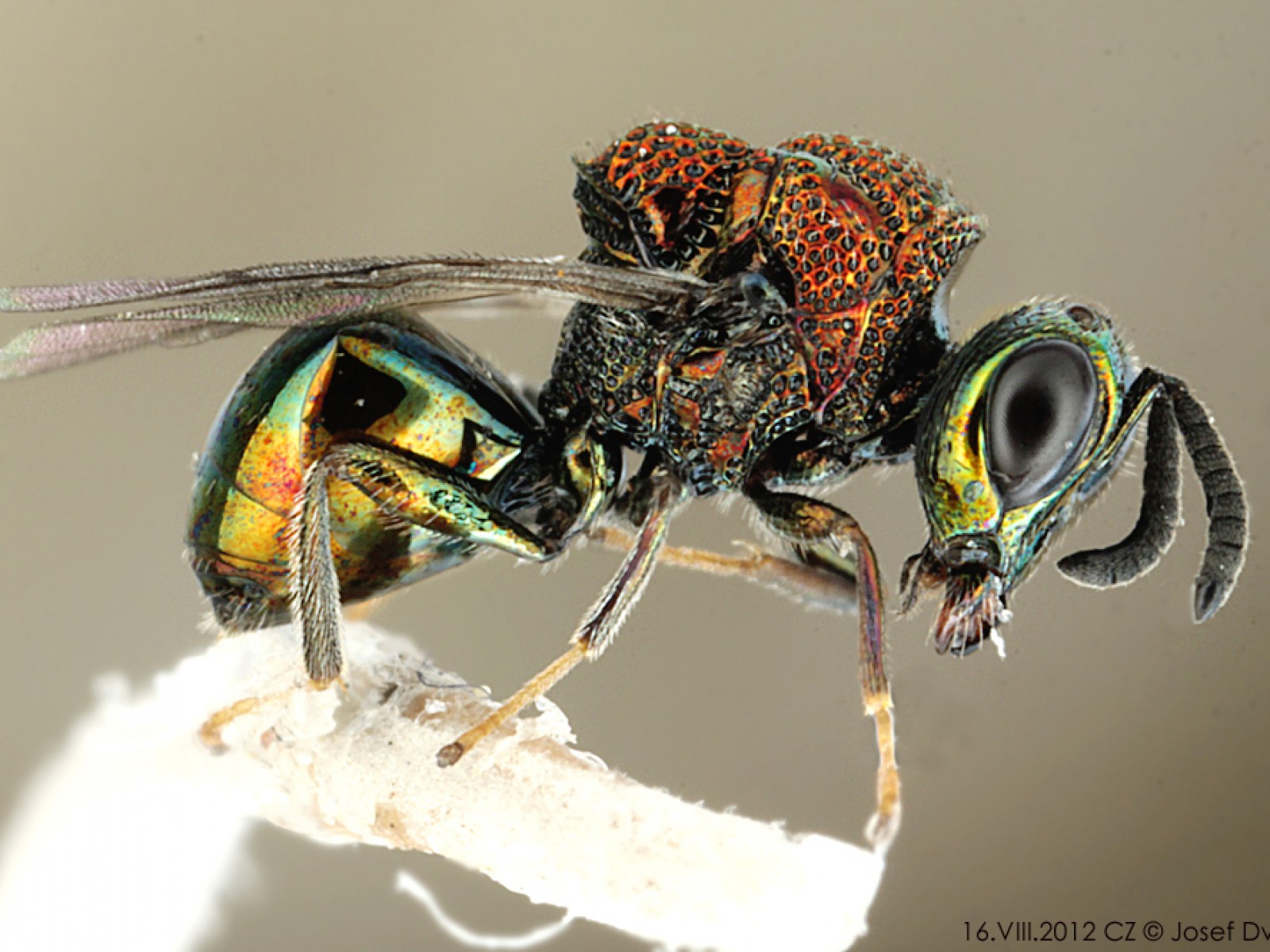 Chalcid wasps : (Perilampidae) 