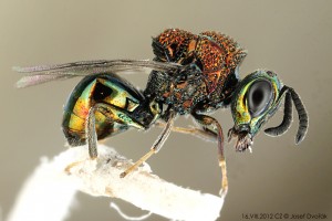 Chalcid wasps : (Perilampidae) 