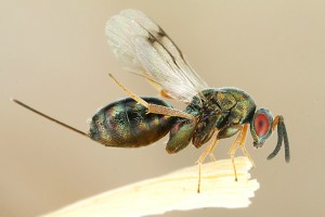 Chalcid wasps : (Torymidae) 