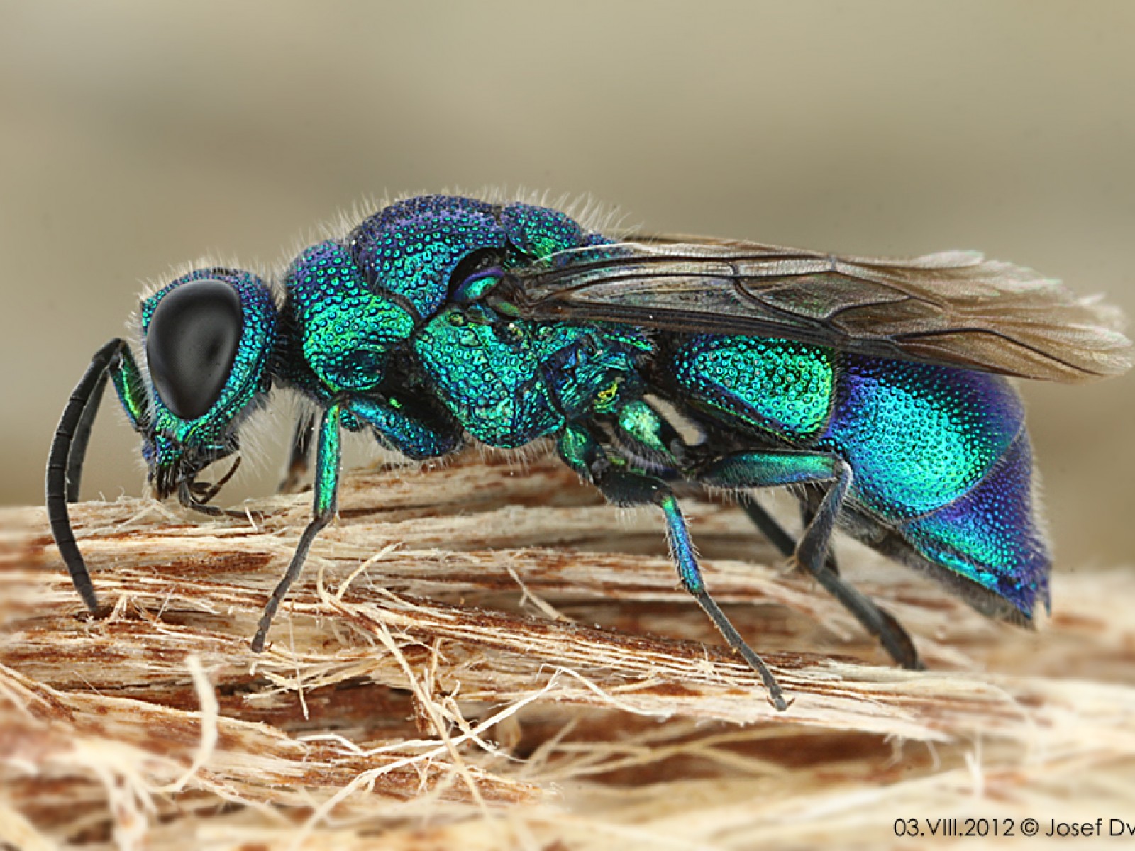 Aculeate Wasps : (Chrysididae) Chrysis indigotea