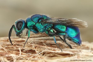 Aculeate Wasps : (Chrysididae) Chrysis indigotea