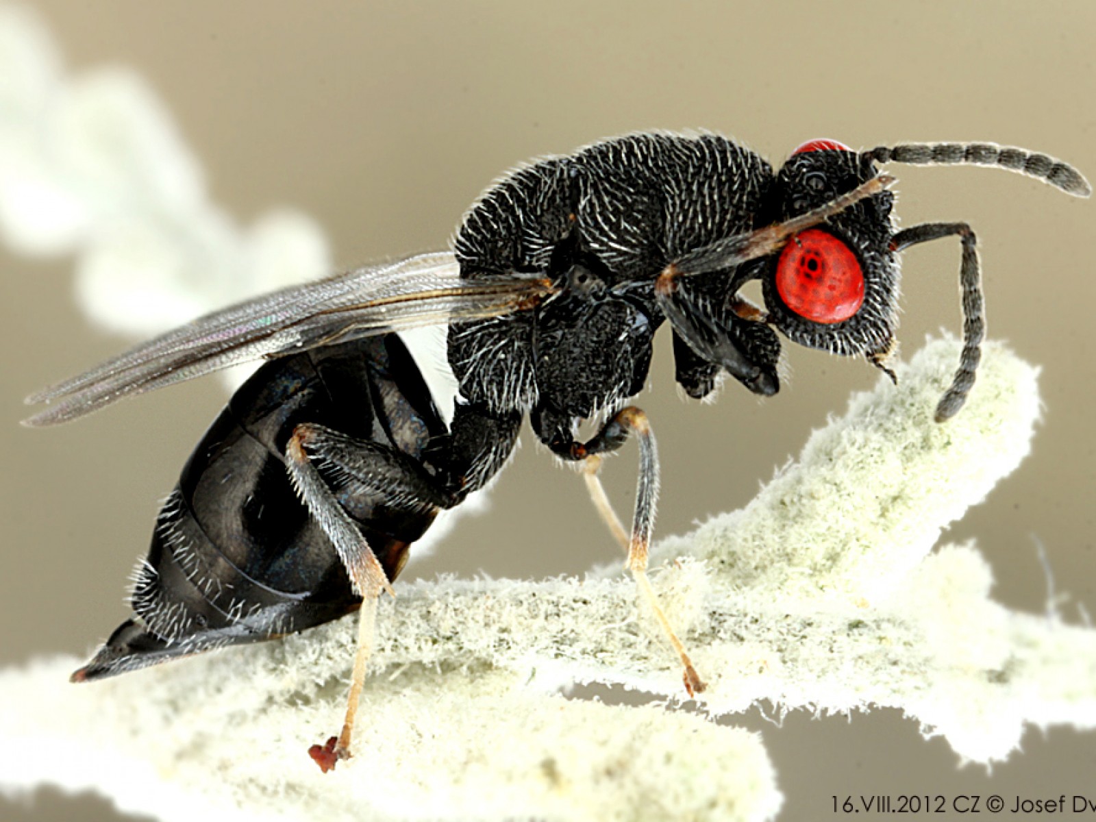 Chalcid wasps : (Eurytomidae) 