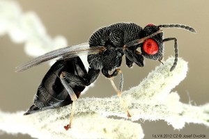 Chalcid wasps : (Eurytomidae) 