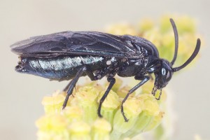 Sawflies and horntails : (Argidae) Arge berberidis