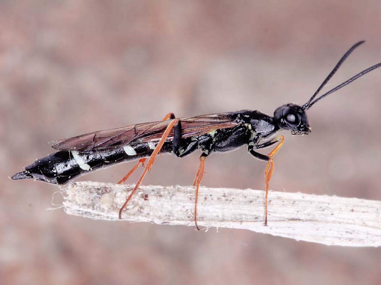 Sawflies and horntails : (Cephidae) Hartigia xanthostoma