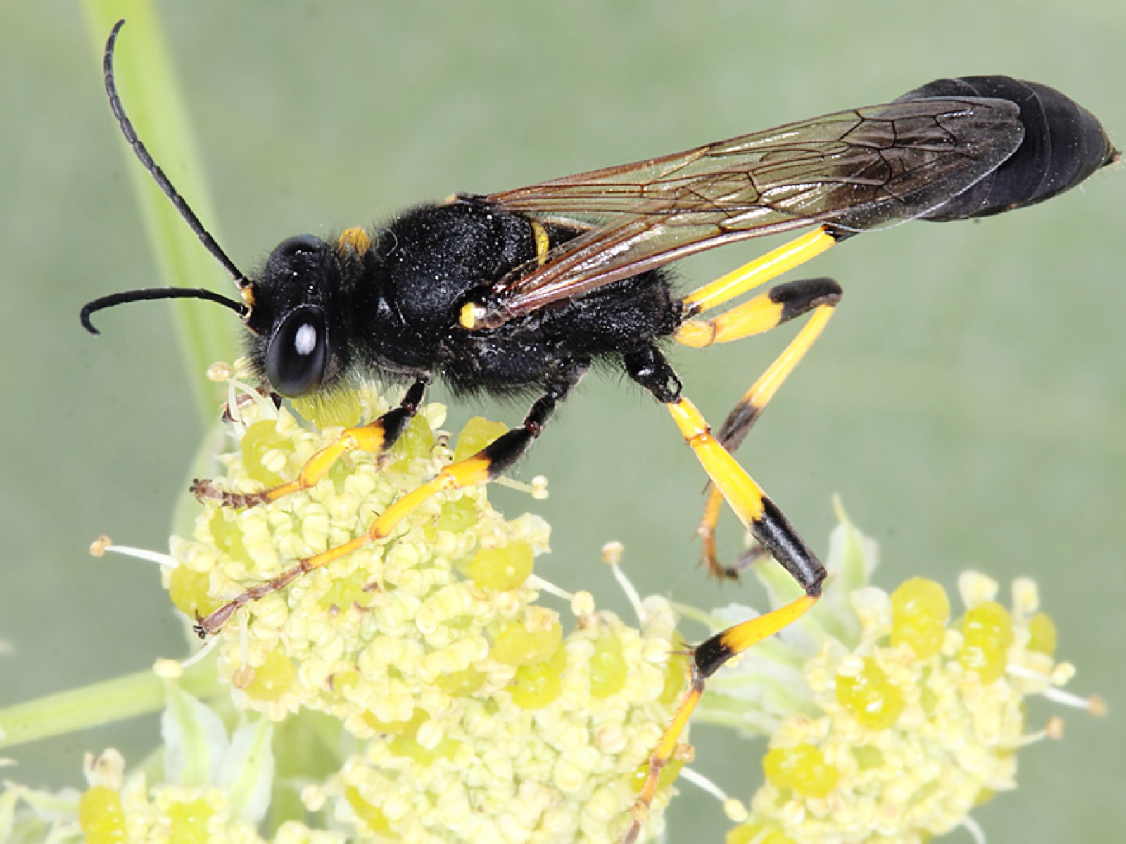 Aculeate Wasps : (Sphecidae) Sceliphron destillatorium
