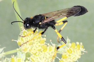 Aculeate Wasps : (Sphecidae) Sceliphron destillatorium