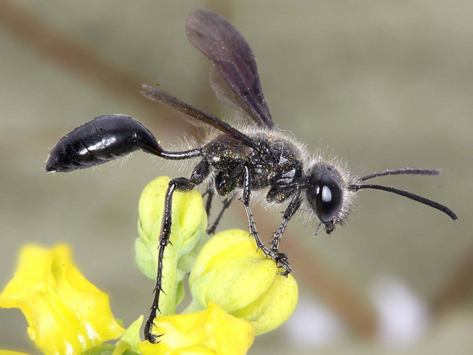 Aculeate Wasps : (Sphecidae) Isodontia mexicana