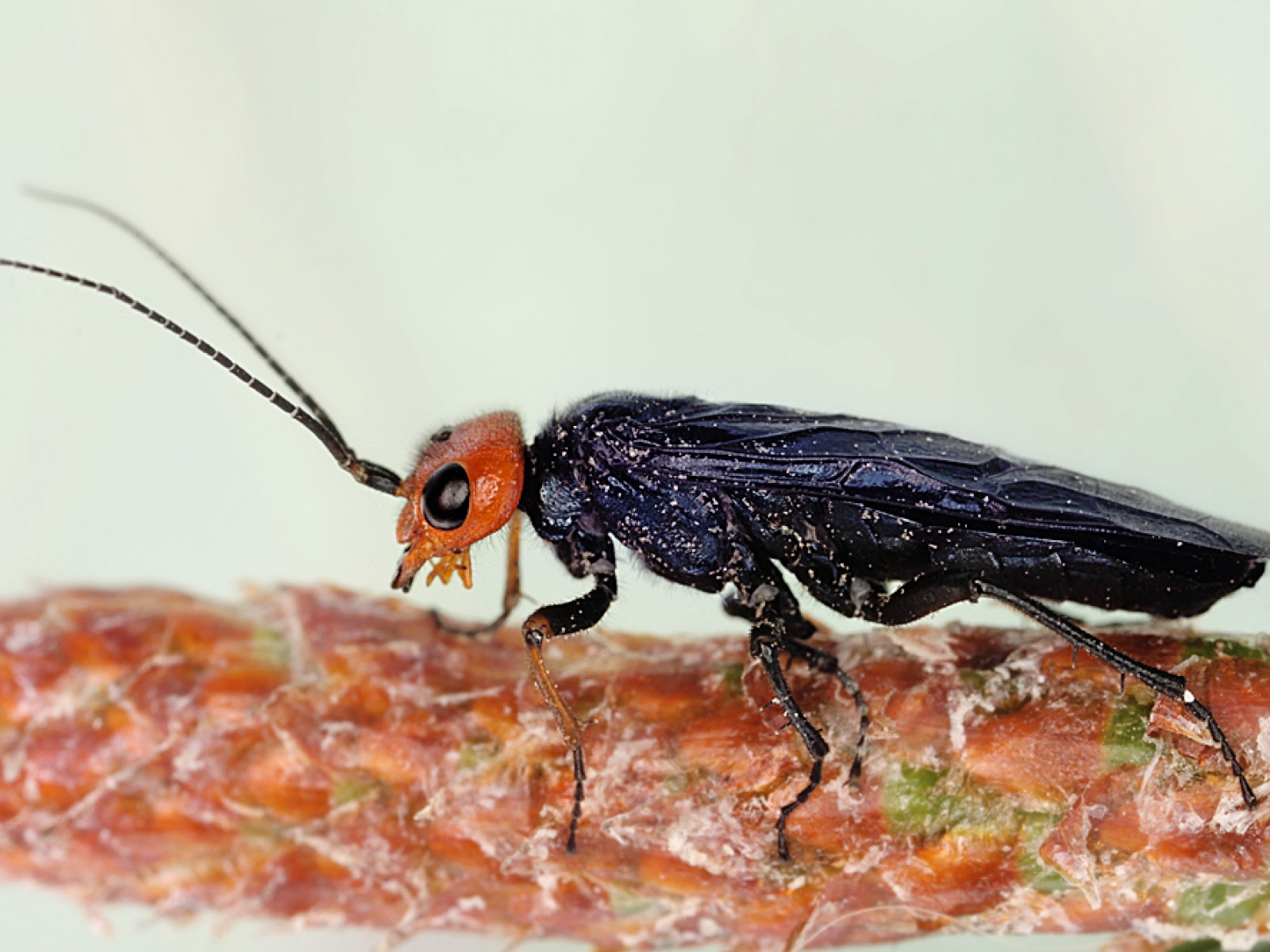 Sawflies and horntails : (Pamphiliidae) Acantholyda erythrocephala
