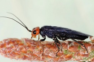 Sawflies and horntails : (Pamphiliidae) Acantholyda erythrocephala